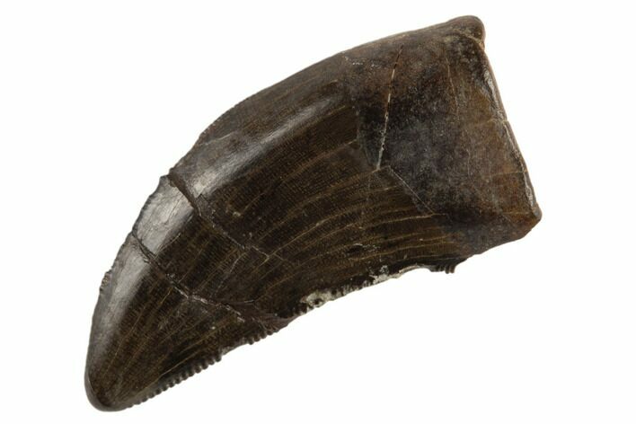 Serrated Tyrannosaur Tooth - Judith River Formation #194345